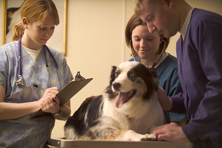 Pet Clinics and Veterinarian Review Monitoring Service